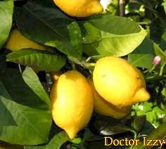 Tetapi tugas yang paling penting, tentu saja, adalah untuk meningkatkan kuantiti dan kualiti tanaman. Jenis Pokok Buah Buahan Untuk Kebun