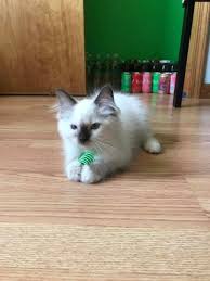 Hello! We are thinking of getting a Ragdoll kitten. Can anyone tell me if  there are personality differences between a male or female?