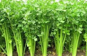 Dengan cara menanam hidroponik anda tidak perlu mencari lahan yang tepat karna teknik ini bisa dilakukan dimanapun dengan lahan sempit sekalipun. Belajar Menanam Daun Seledri Dengan Cara Sederhana Petaniindo Com