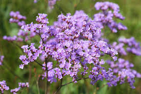 Image result for Limonium