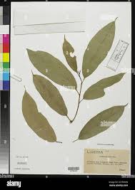 Image result for Caloncoba