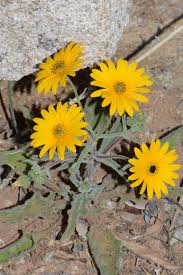 Image result for Osteospermum monocephalum