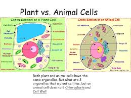 Check spelling or type a new query. Unit Question What Is Life And How Does It Maintain Balance Topic Cell Structure And Physiology Aim How Is Life Organized Name Ppt Download