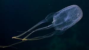 The simple ones do simple things like distinguish light from dark. Long Distance Swimmer Stuck In Swarm Of Box Jellyfish Youtube