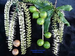 Image result for Macadamia aff. integrifolia