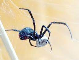 If a human is bitten by a black widow, the spider bite symptoms are muscle pain, abnormalities in diaphragm that makes difficult to breath and nausea. Latrodectism Wikipedia