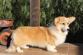 Maybe you would like to learn more about one of these? What Is A Fluffy Corgi Stumps And Rumps