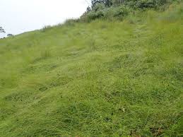 Image result for Eriosema parviflorum