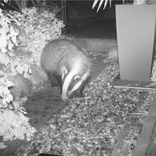 Auch wenn seine bauten in kaum einem wald fehlen, haben den nachtaktiven dachs wohl nur die wenigsten naturfreunde schon leibhaftig zu gesicht bekommen. Wo Igel Und Dachs Sich Gute Nacht Sagen Heisst Es In Diesem Garten Abgewandelt Bad Aibling