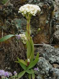 Image result for Crassula vaginata