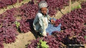Berikut penjelasan seputar kandungan gizi sampai manfaat dan khasiat bayam merah yang. Kaya Nutrisi Inilah 5 Manfaat Bayam Merah Yang Tak Boleh Anda Lewatkan