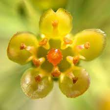Flowers Of Western Australia On Instagram Chamelaucium Waxflower In Yellow They Belong To The Myrtle Family Myrtaceae And H Myrtaceae Wax Flowers Myrtle
