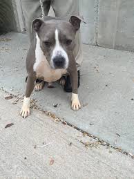 Diva's pitbull rescue ct's adoption process. Photos From Bridgeport Animal Control Bridgeport Animal Control Support Animal Control Animals Fishing Trip