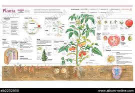 Image result for Sterculia subviolacea