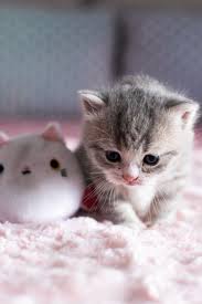 You'll find pictures of cats and kittens. Beautiful Image By What2ver Kitten Wallpaper Kittens Cutest Cute Cat Wallpaper