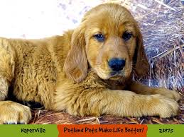 How do i find golden retriever dogs for adoption? Golden Retriever Puppies Petland Aurora