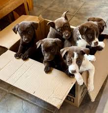 If you saw me (black jeep) doing a u turn in front of angels antique I was  going back to pick a 💀 orange cat out of the road but I guess