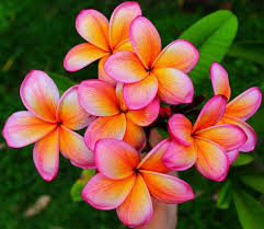 Compact Semi Dwarf Frangipanis Rare Flowers Plumeria Flowers Hawaiian Gardens