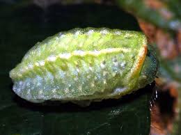 Image result for Apoda limacodes