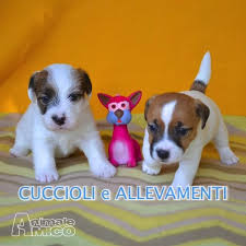 Allevamento jack russell emilia romagna. Jack Russel Cuccioli Allevamento