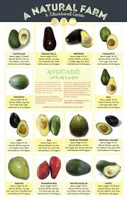 Avocado Tree Free Priority Shipping Grafted Cold Tolerant 2 Etsy Avocado Tree Avocado Avocado Varieties
