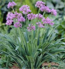 Image result for Tulbaghia alliacea