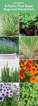 Maybe you would like to learn more about one of these? Plants That Repel Bugs And Mosquitoes Plants Plants That Repel Bugs Mosquito Repelling Plants