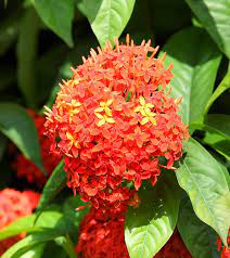 Jaya Upadhyaya On Twitter Thread Story Of The Ashoka Tree A Shoka Meaning Without Sorrow All Of Us Know That Devi Sita Sat Under The Ashoka Tree When She Was Abducted By Ravana Let