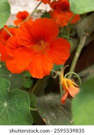 Image result for Tropaeolaceae