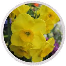 Sunny Yellow Daffodils Fleece Blanket