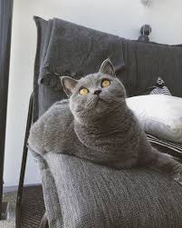 Here I Just Am Stay Tuned Because Today We Will Tell You More About The Lottery Britishshor British Shorthair Kittens Cat Love Cat Photo
