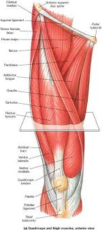 Muscle Identification Muslo La Unidad Especializada En Ortopedia Y Traumatologia Www Unidadortopedia Com Pbx 6923370 Movil Bacak Anatomisi Anatomi Tibbi