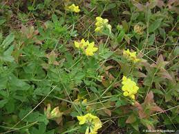 Cosmos is one of the most undemanding tall flowers you can grow. Yellow Flowers Cooperative Extension Maine Wild Blueberries University Of Maine Cooperative Extension