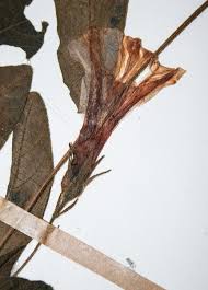 Image result for Ipomoea fulvicaulis