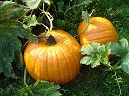 Here's a quick update on the growth of the lumina pumpkin and harvest of cucumbers and lettuce. Planting And Growing Pumpkins Pumpkin Types To Try Hgtv