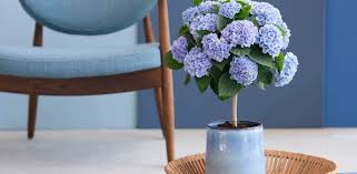 Find hydrangea flower products, manufacturers & suppliers featured in arts & crafts industry from china. Bring Nature S Vitality Into Your Home And Garden Magical Hydrangea