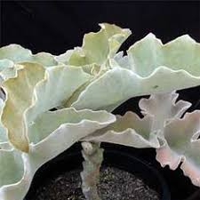 Kalanchoe Beharensis Suculentas Jardin Plantas Suculentas Cactus Y Suculentas