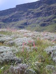 Image result for Dierama parviflorum