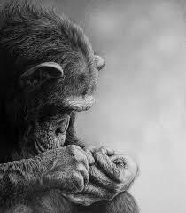 If you draw an animal using a how2drawanimals tutorial, email it to admin@ seinestudiosdotcom so we can feature it on the website! Realistic Pencil Drawings Of Animals Pencildrawing2019