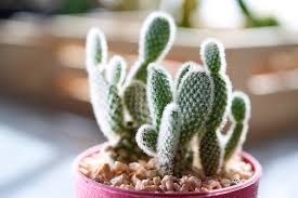 These fibrous structures, which are derived from leaves, do a range of other jobs as well. Cactus Care Tips Plus Hottest Varieties Salisbury Greenhouse