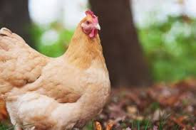 Outdoor kitchens and kitchen islands in pa, ny, nj, de, & md. 13 Common Chicken Diseases You Should Know And How To Treat Them