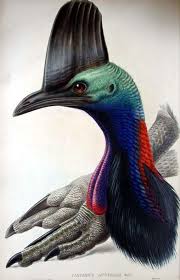 Bird Of Prey That Feeds On Fish 6 Letters The Strange Case Of Britain S Audubon And Edward Lear Birds Of Australia Bird Art Print Bird Illustration