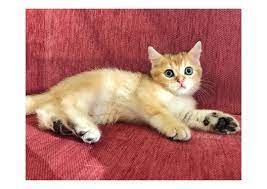 saskin ordek scottish straight golden tabby erkek bebegim ona guzel bakacak yeni ailesini bekliyor scottishstraight scottish scottishstr animals cats