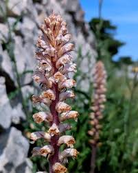 Image result for Orobanche minor