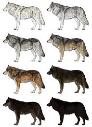 From each side of the circle, draw a curved line extending downward. Sketchbook Original How To Draw Wolves Monika Zagrobelna