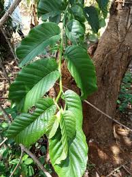 Image result for Milicia