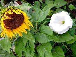 A Sunflower And A Moonflower