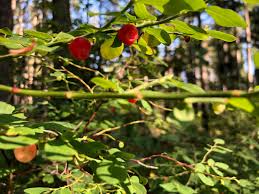 Do not collect where prohibited. 8 Berries To Be Ate On The Trail Explore Hood Canal