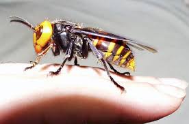 Résultat de recherche d'images pour "giant hornet japan"