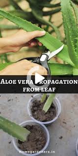 Aloe Vera Plant Care Meilleures Facons De Prendre Soin De L Aloe Vera A La Maison In 2020 Aloe Plant Care Aloe Vera Plant Growing Aloe Vera